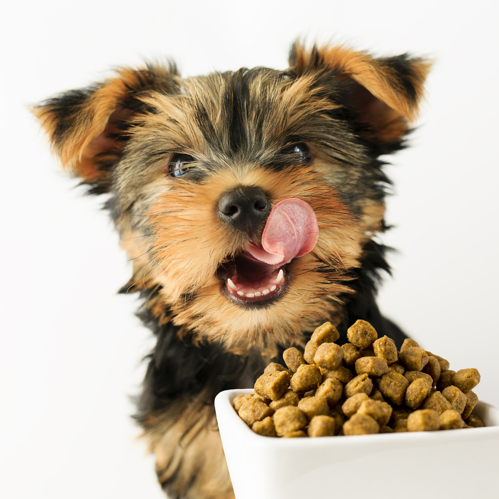 When Can Puppies Eat Dry Food Without Water? - XO My Pets