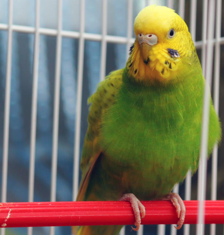 Parakeets as Pets Pros and Cons: What to Know Before Adopting – XO My Pets