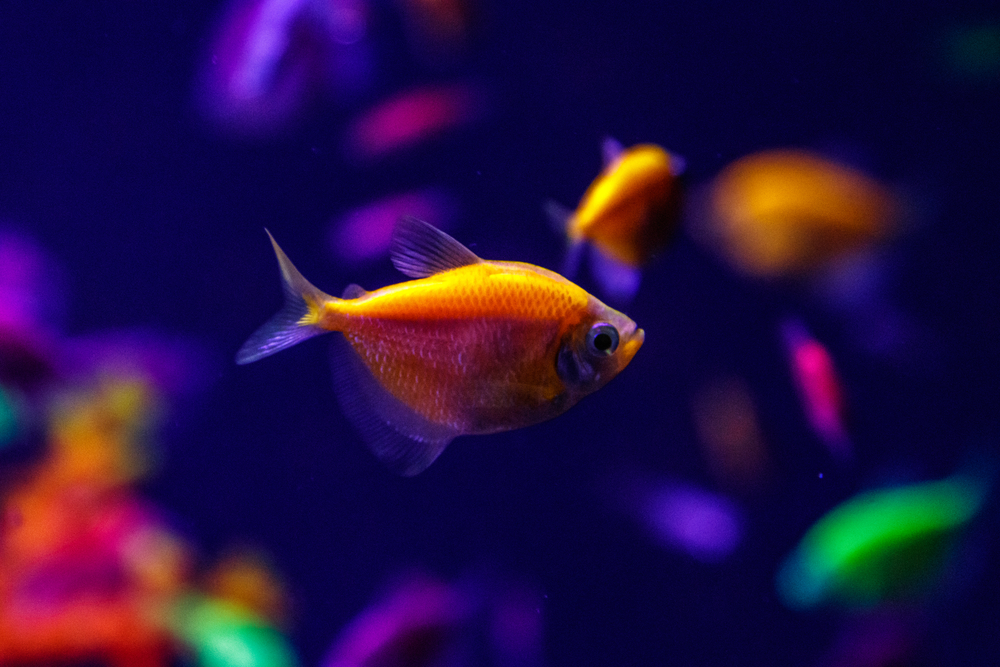 Can Glofish Eat Goldfish Food? – XO My Pets