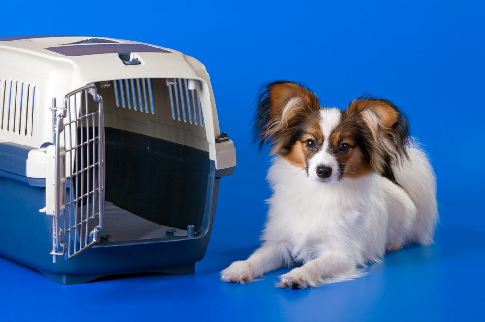 Dog Crate In Bedroom Or Living Room [The Pros & Cons; & Alternatives